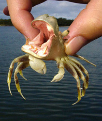 Hippo Crab Funny Picture